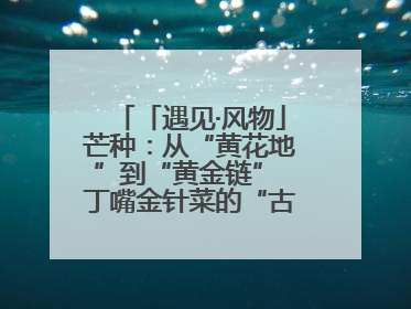 「遇见·风物」芒种：从“黄花地”到“黄金链” 丁嘴金针菜的“古法”经
