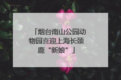 烟台南山公园动物园喜迎上海长颈鹿“新娘”