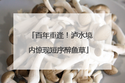 百年重逢！泸水境内惊现短序醉鱼草