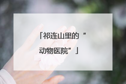 祁连山里的“动物医院”