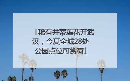 稀有并蒂莲花开武汉，今夏全城28处公园点位可赏荷