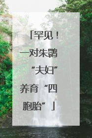 罕见！一对朱鹮“夫妇”养育“四胞胎”