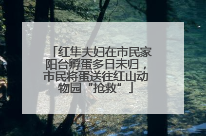 红隼夫妇在市民家阳台孵蛋多日未归，市民将蛋送往红山动物园“抢救”