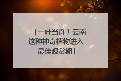 一叶当舟！云南这种神奇植物进入最佳观赏期