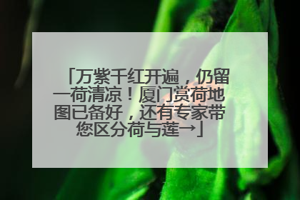 万紫千红开遍，仍留一荷清凉！厦门赏荷地图已备好，还有专家带您区分荷与莲→