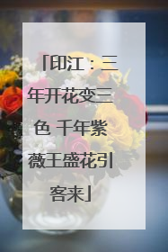 印江：三年开花变三色 千年紫薇王盛花引客来