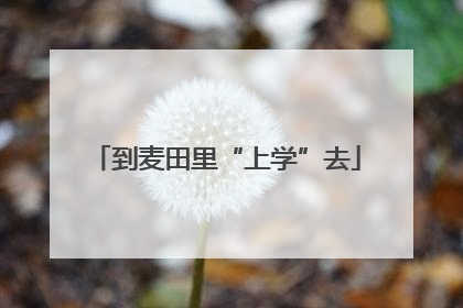 到麦田里“上学”去