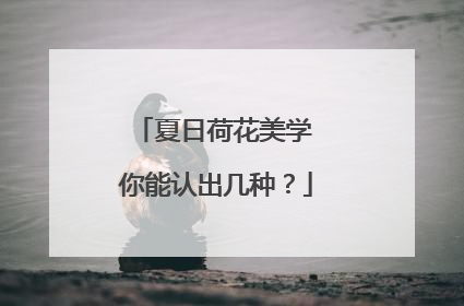 夏日荷花美学 你能认出几种？