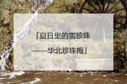 夏日里的雪珍珠——华北珍珠梅
