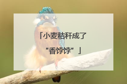小麦秸秆成了“香饽饽”