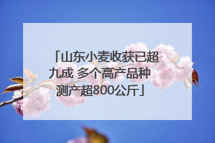山东小麦收获已超九成 多个高产品种测产超800公斤