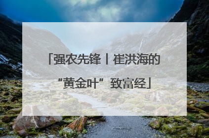 强农先锋丨崔洪海的“黄金叶”致富经