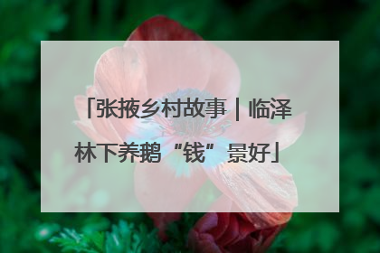 张掖乡村故事｜临泽林下养鹅“钱”景好