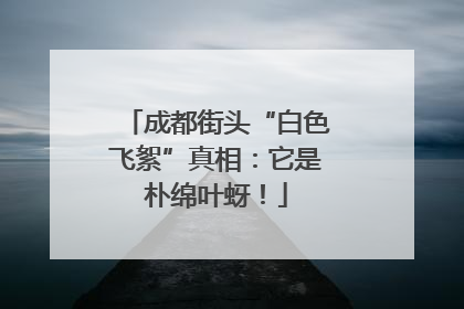 成都街头“白色飞絮”真相：它是朴绵叶蚜！