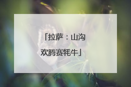 拉萨：山沟欢腾赛牦牛