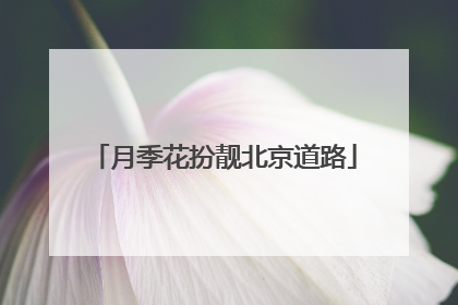 月季花扮靓北京道路