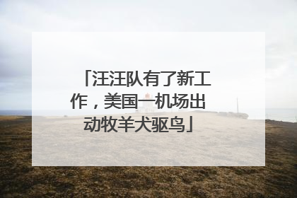 汪汪队有了新工作，美国一机场出动牧羊犬驱鸟
