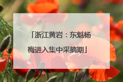 浙江黄岩：东魁杨梅进入集中采摘期