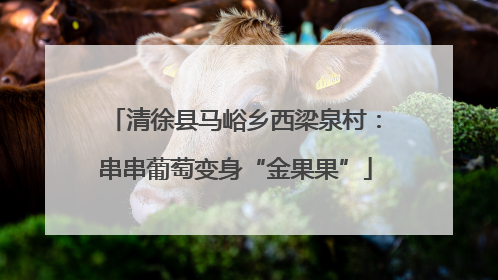 清徐县马峪乡西梁泉村：串串葡萄变身“金果果”