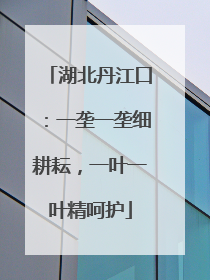 湖北丹江口：一垄一垄细耕耘，一叶一叶精呵护
