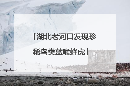 湖北老河口发现珍稀鸟类蓝喉蜂虎