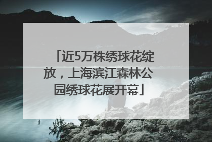 近5万株绣球花绽放，上海滨江森林公园绣球花展开幕