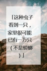 这种虫子看到一只，家里很可能已有一万只（不是蟑螂）