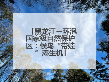 黑龙江三环泡国家级自然保护区：候鸟“带娃”添生机