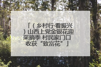 （乡村行·看振兴）山西上党金银花迎采摘季 村民家门口收获“致富花”